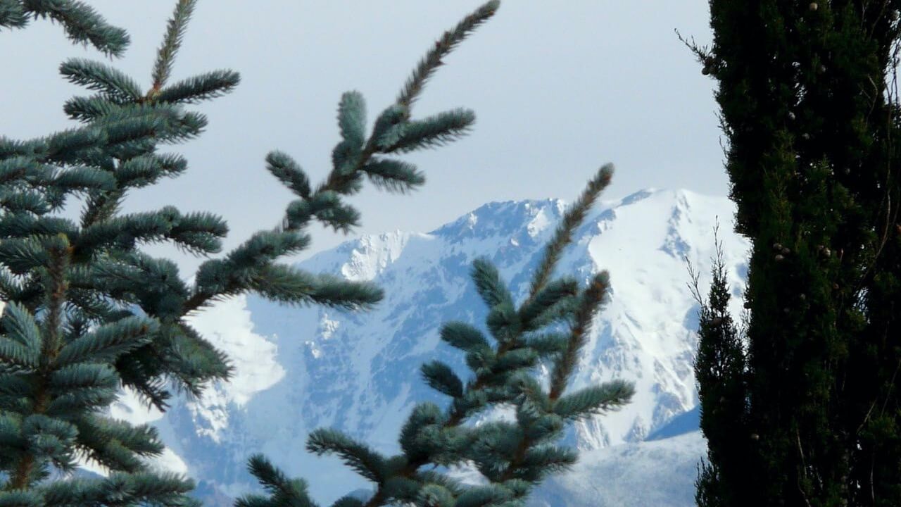 Piceas glaucas miran al cielo